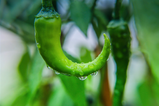 盆栽辣椒种植和播种的方法有哪些
