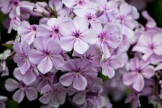 长春花的花语及传说长春花的花语和传说