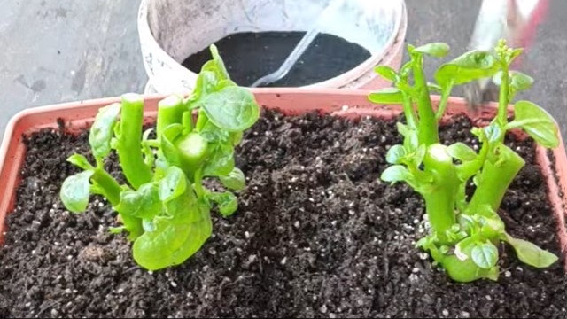 即是蔬菜又可以作为室内绿植观赏