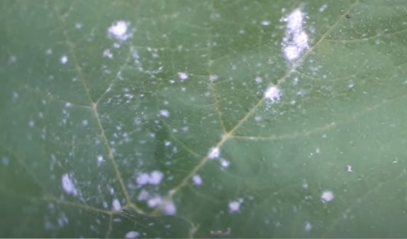 种菜达人给出秘方，瓜类蔬菜患白粉病