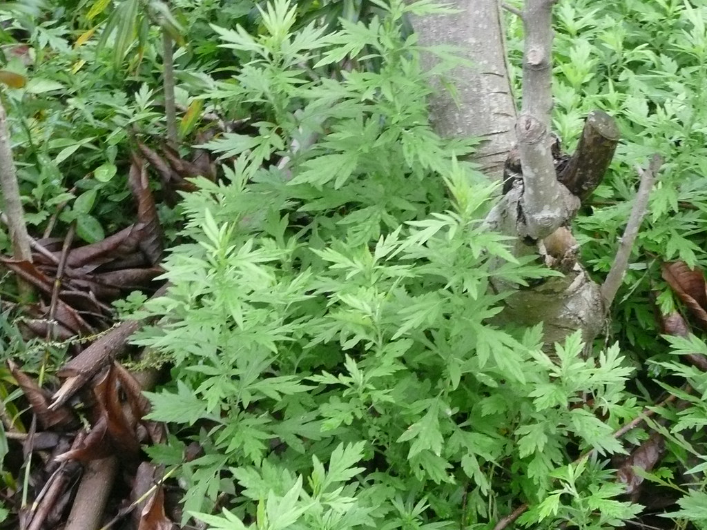 艾草一般长在哪里