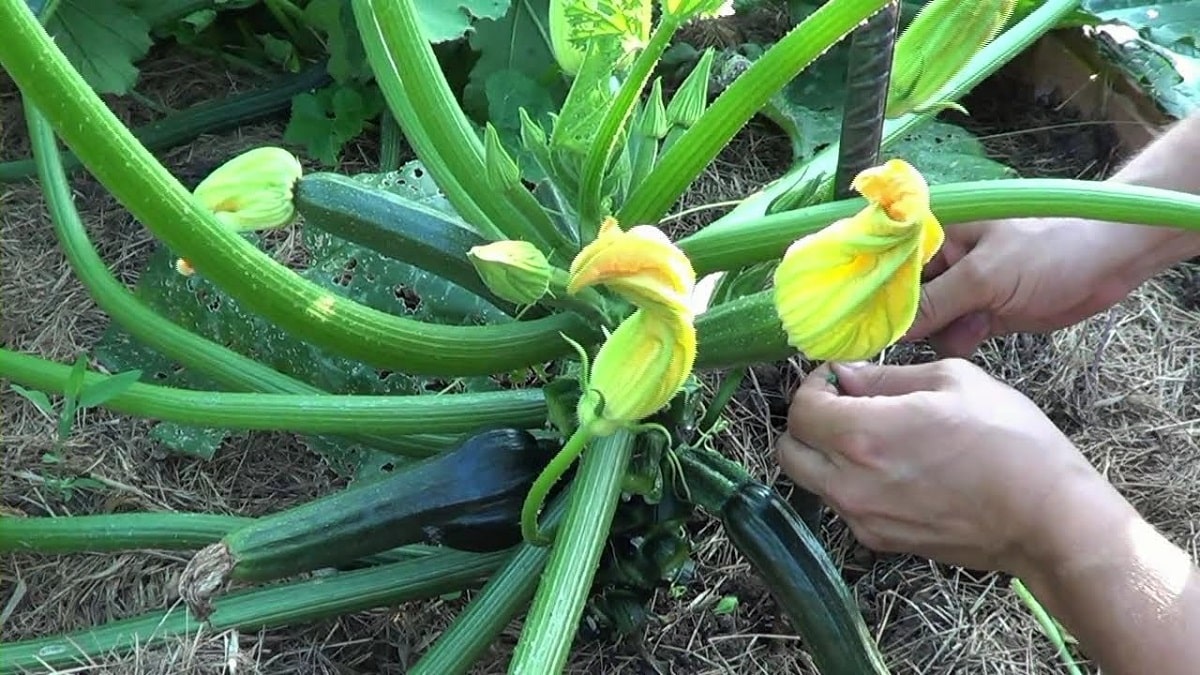 西葫芦适合什么季节播种，种植方法有哪些