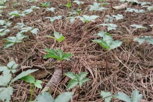 竹节参种子怎么种植，2022年多少钱一斤