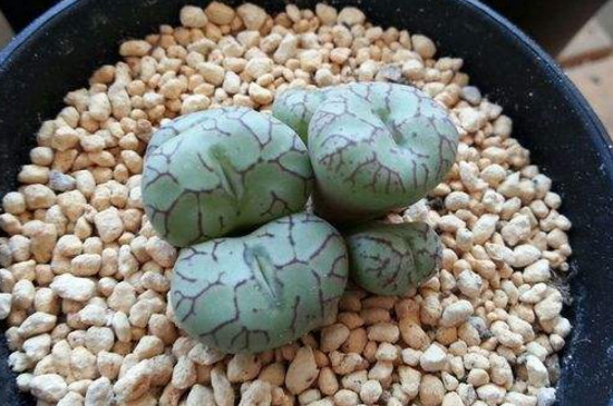 肉锥和生石花两种植物有什么不同