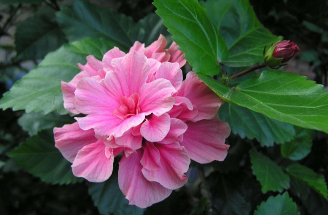 日本的樱花扶桑花有哪些象征