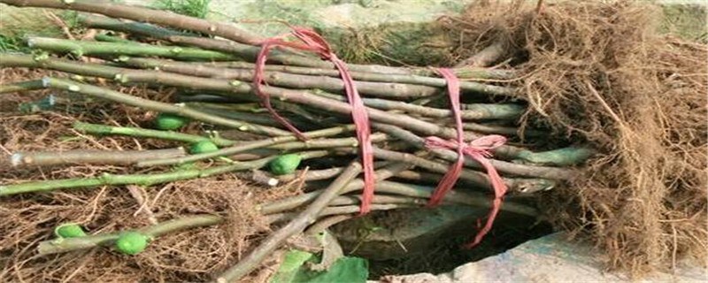 无花果树苗种植和播种的方法有哪些