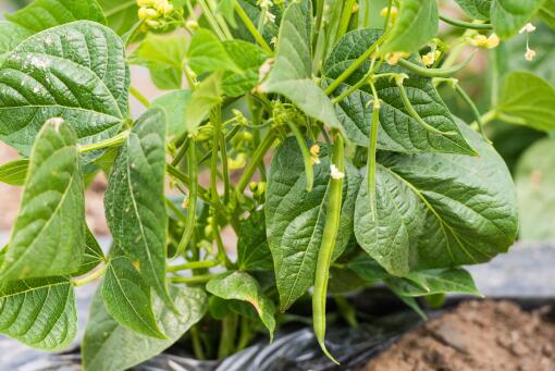 什么季节适合种植豆角，豆角得了炭疽病怎么治