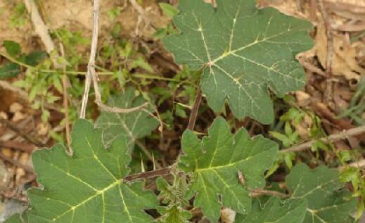野颠茄是什么植物，野颠茄有毒吗