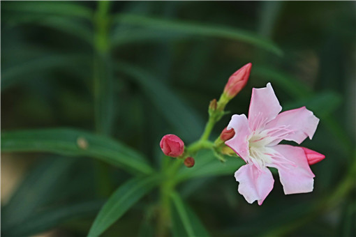 夹竹桃对人有毒吗，夹竹桃适合大面积种植吗？