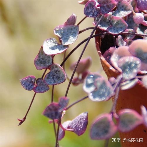 化妆的正确步骤顺序有哪些方法