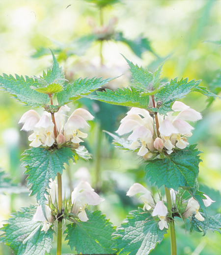你没见过的生草本植物野芝麻