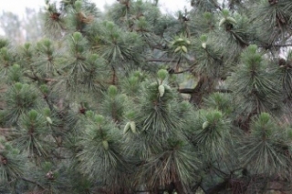 什么季节适合栽培松子树，松子树种植和播种的方法有哪些