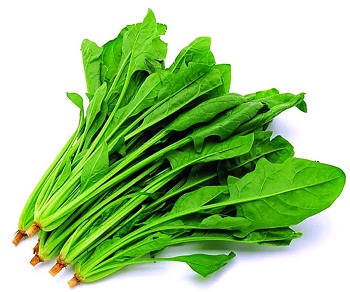 菠菜长太慢怎么办，有哪些拔苗助长的方法？