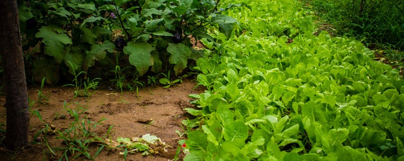秋冬适合种植什么蔬菜