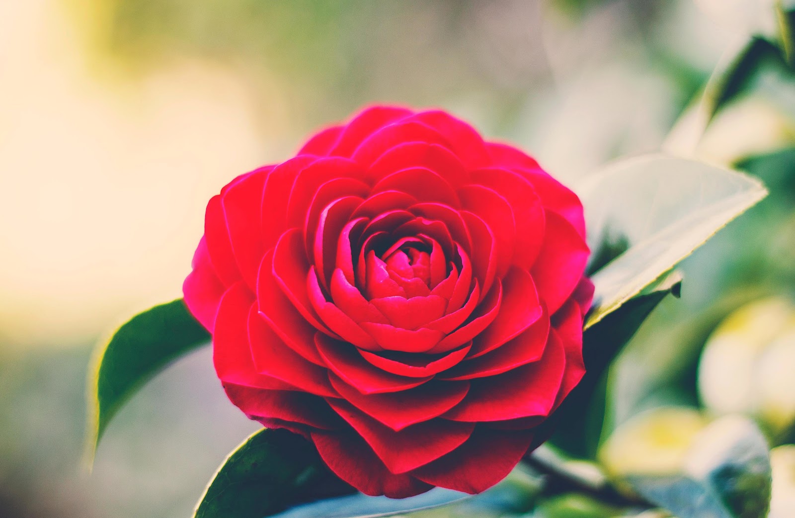 怎么栽培玫瑰花，玫瑰不开花怎么办？