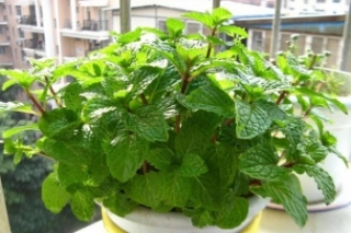 养薄荷要注意哪些风水禁忌？