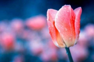 郁金香花语和寓意