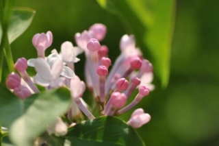 丁香花寓意 丁香花寓意和花语