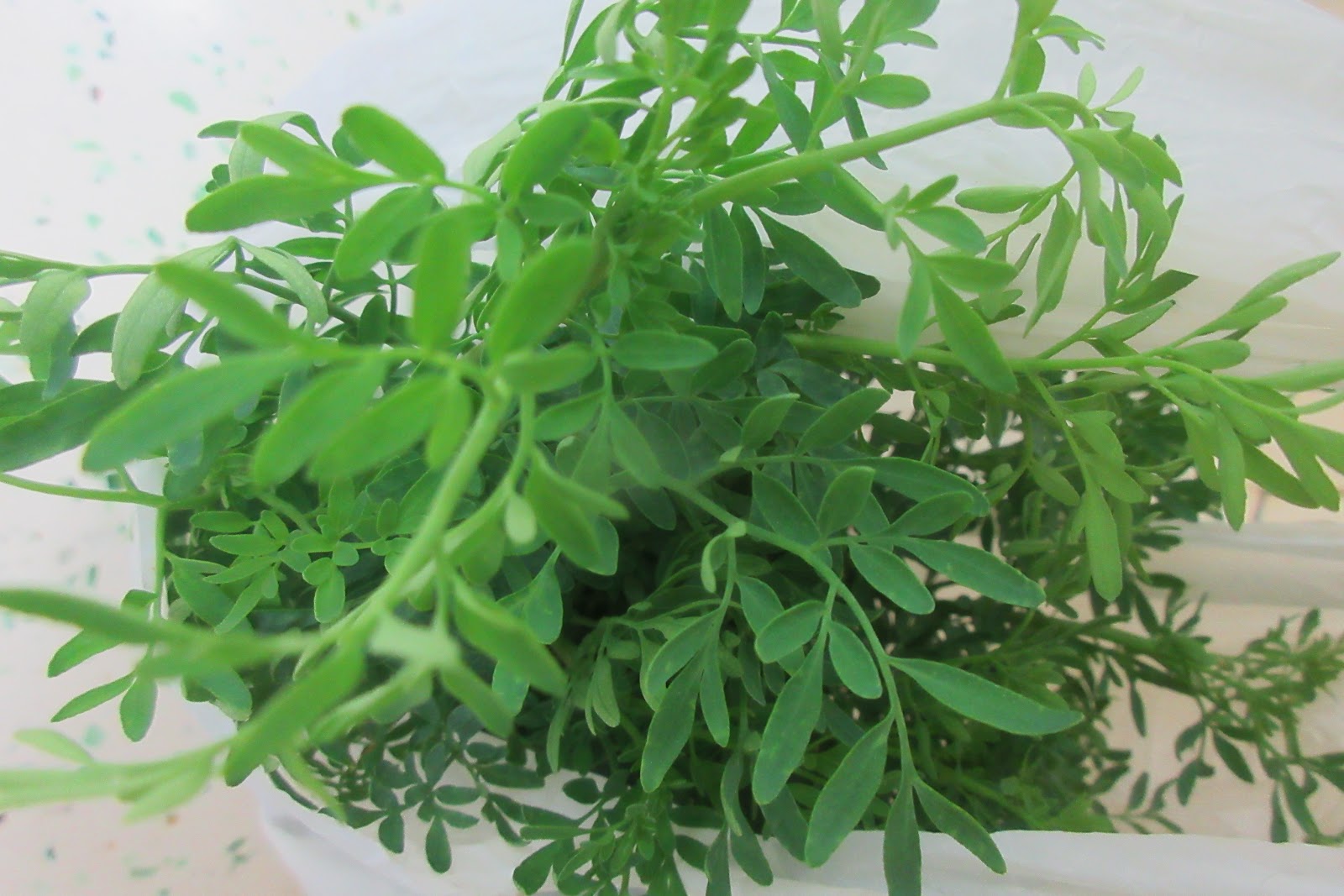 甜艾草和苦艾草的区别是什么？