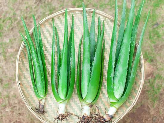 芦荟花是什么，芦荟花的养殖方法有哪些