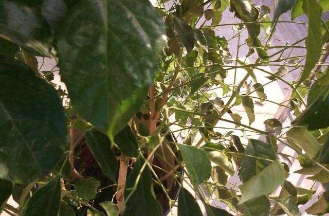 幸福树叶子掉落怎么办，幸福树有哪些种植技巧