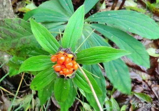 独角莲适合什么季节种植，有哪些种植条件
