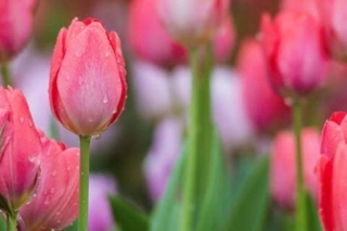 粉色郁金香花语和寓意