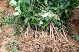什么季节适合栽培茶辣苗