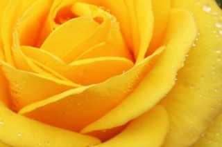 黄月季花语