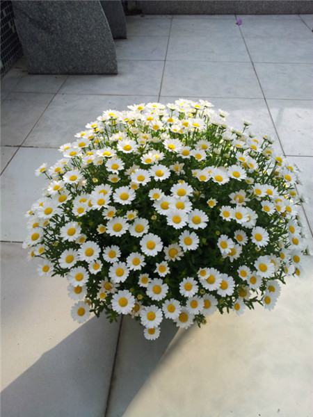 白晶菊从播种到开花需要多久？