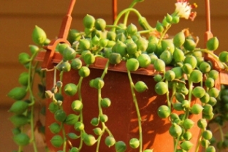素心兰的花语