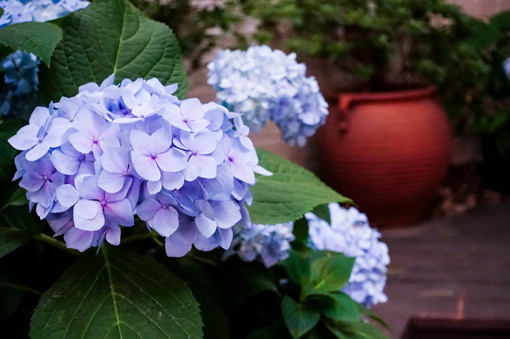 绣球花适合什么季节栽培，绣球花多少钱一盆