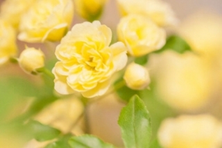 木香花花语和寓意有几种