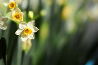 水仙花语是什么意思