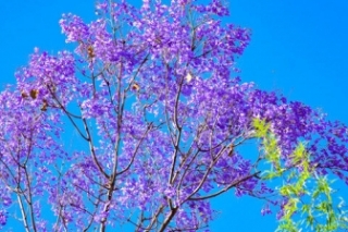 蓝楹花和蓝花楹花语