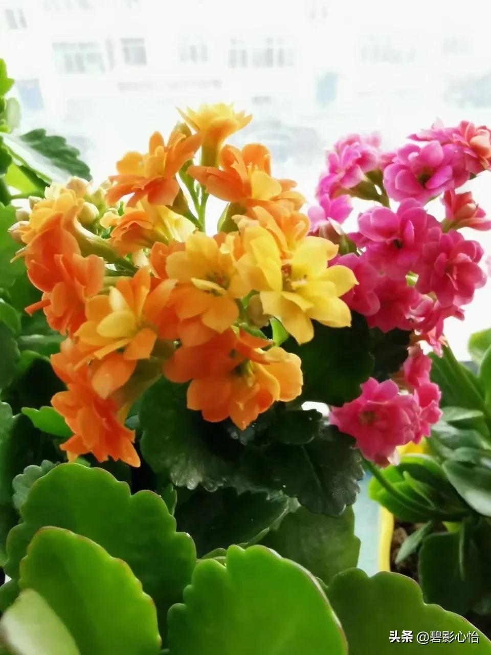 长寿花几月份开始控光催花的