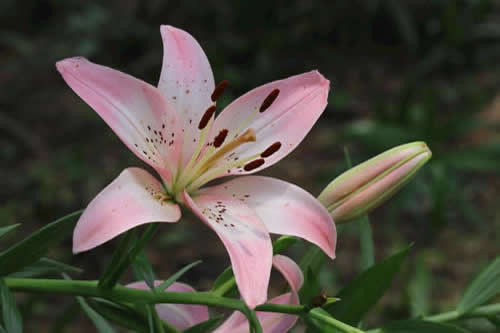茉莉花多久浇一次水