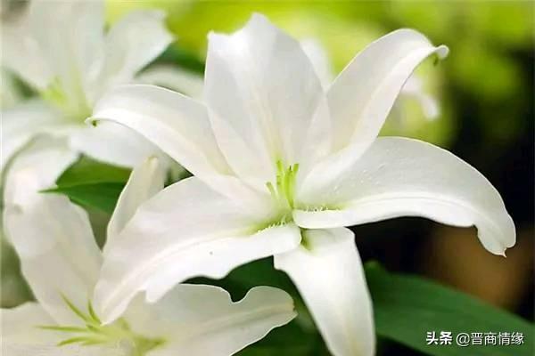 送百合花几朵各代表什么