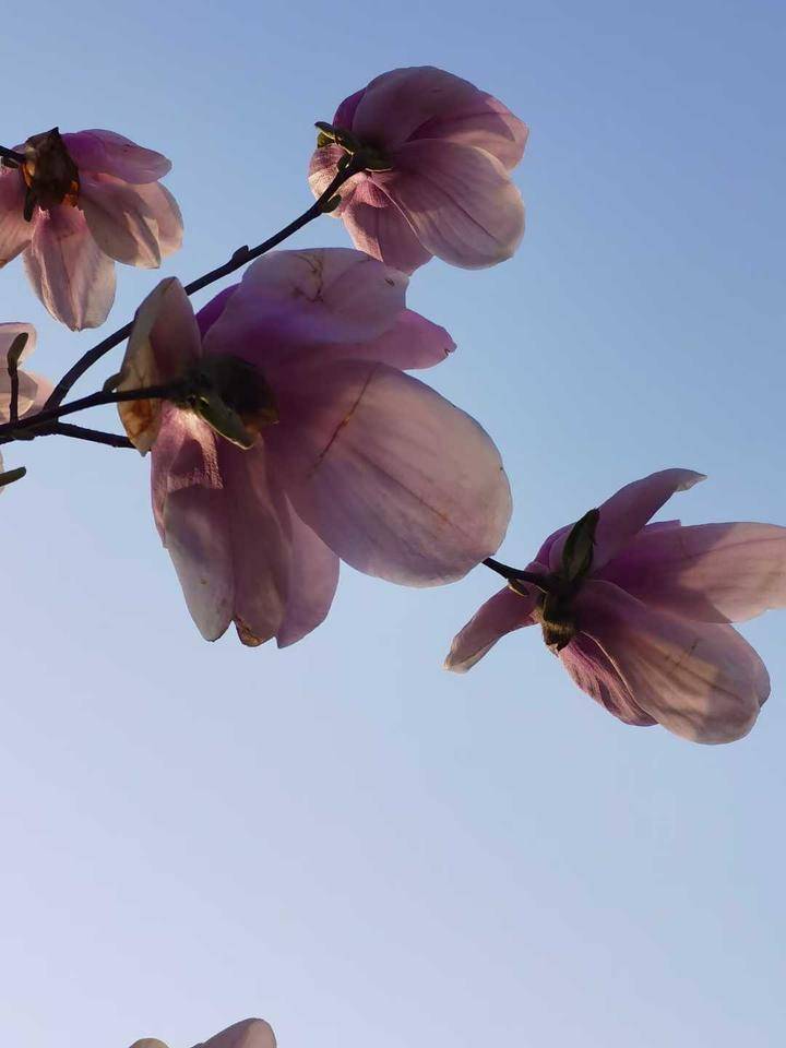 玉兰花的寓意是什么