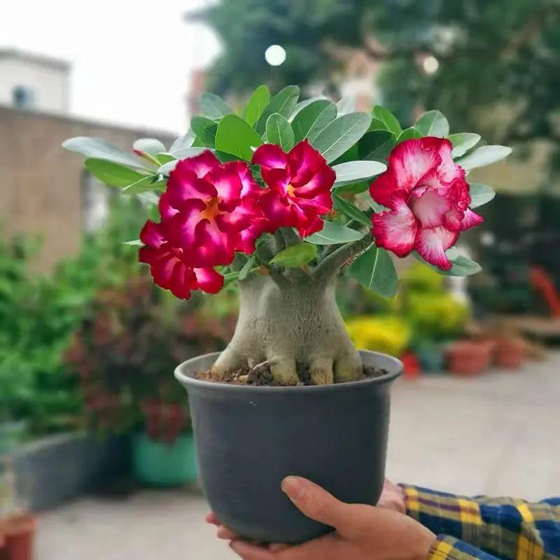 冬季沙漠玫瑰的养殖方法和注意事项