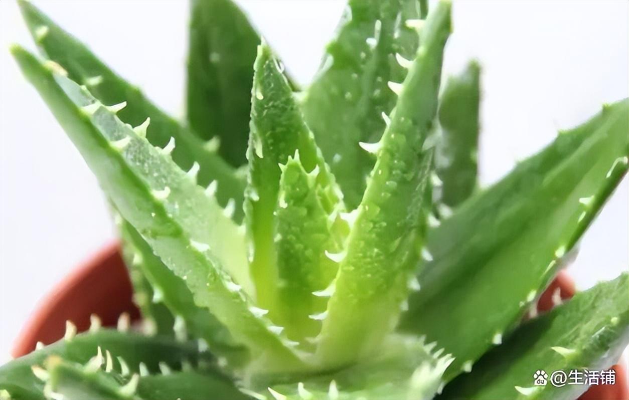 芦荟的养护与注意事项有哪些