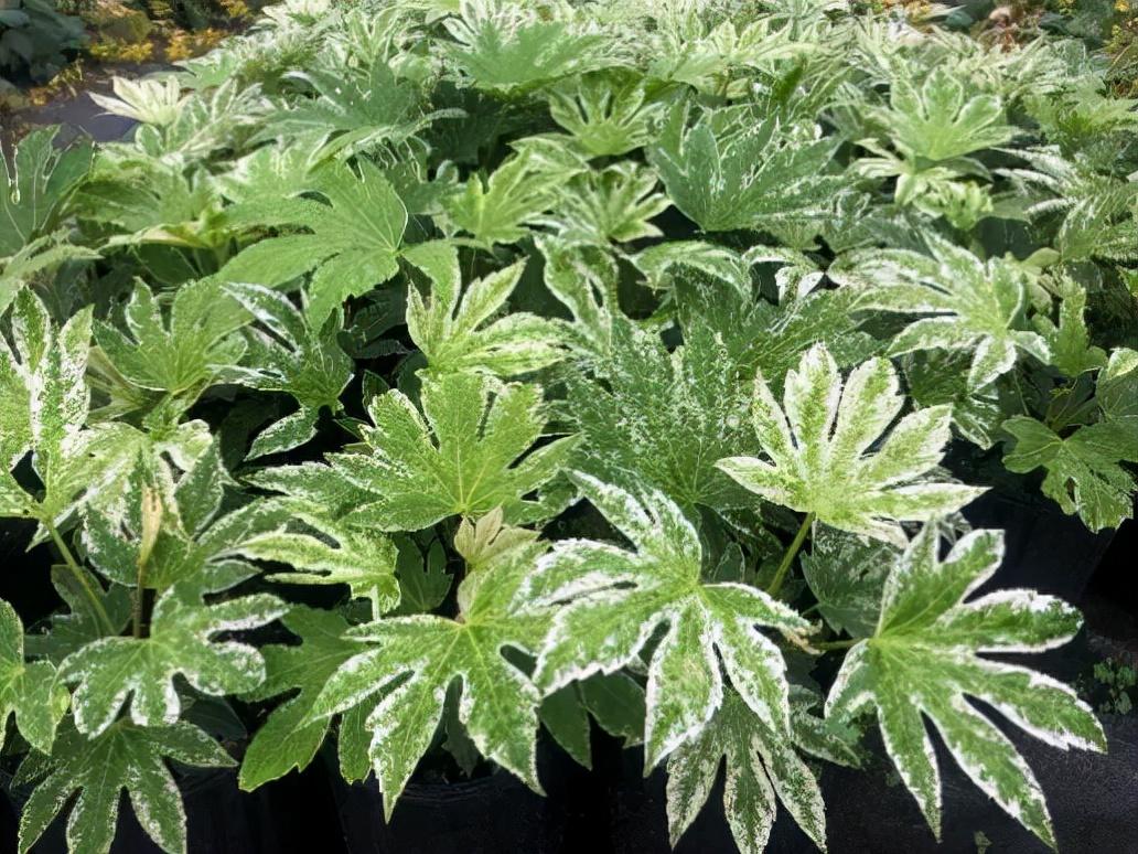 八角金盘种植密度多少合适