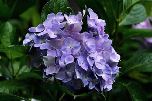 玫瑰花夏天能栽活吗