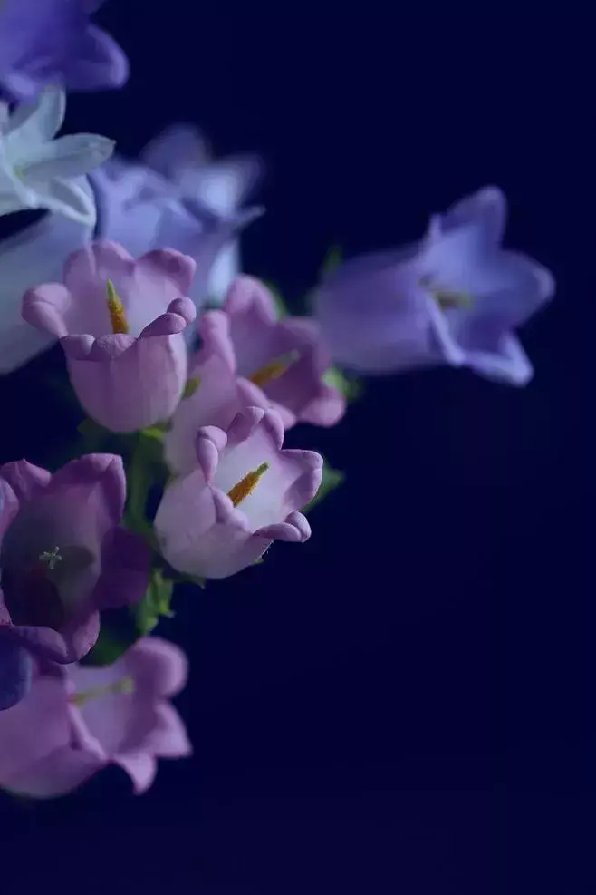 风铃花语是什么意思
