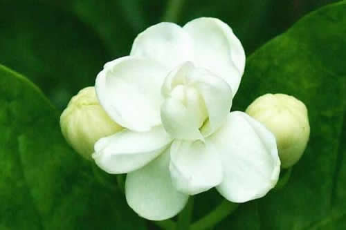 百合花长出花苞几天开花