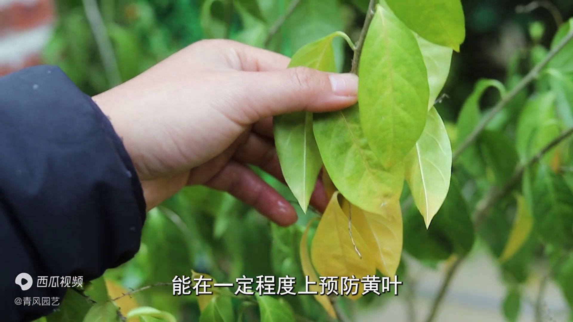 怎样才能把花养好看