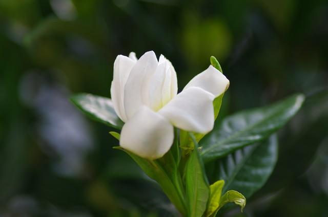 阳台种栀子花风水好吗