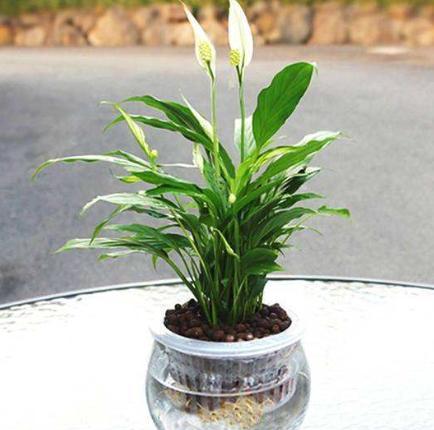 水培植物怎么养得好点