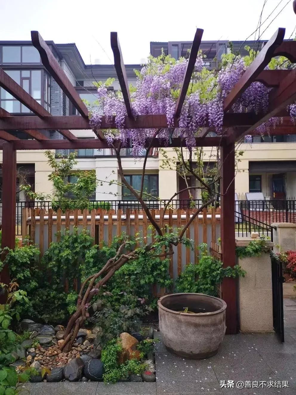 紫藤花种子有毒吗