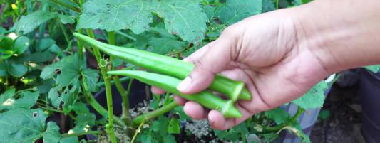 秋葵的种植方法和季节